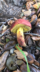 Xerocomellus dryophilus