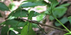 Phasmatini