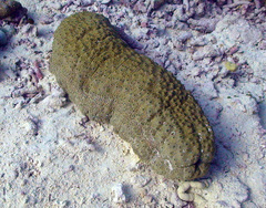 Stichopus herrmanni