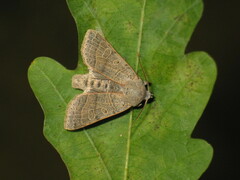 Agrochola humilis