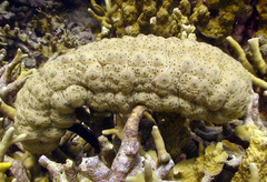 Stichopus herrmanni