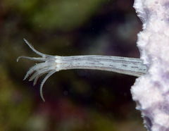 Synaptula