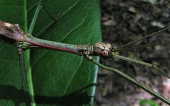Phasmatini
