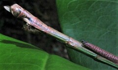 Phasmatini