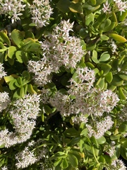 Crassula ovata