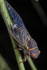 Diceroprocta semicincta