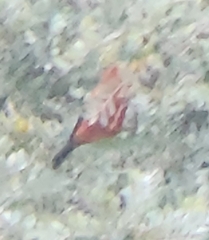 Himatione sanguinea
