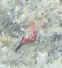 Himatione sanguinea