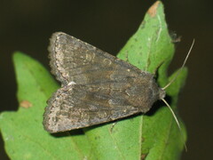 Aporophyla lutulenta