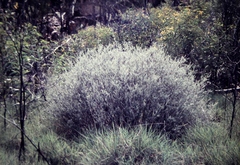 Lithomyrtus microphylla