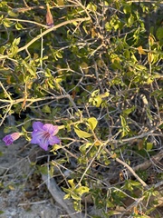 Ruellia californica