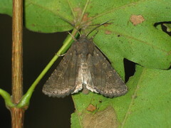 Aporophyla lutulenta