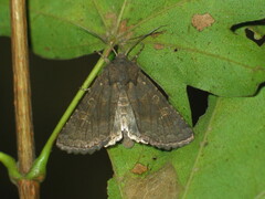 Aporophyla lutulenta