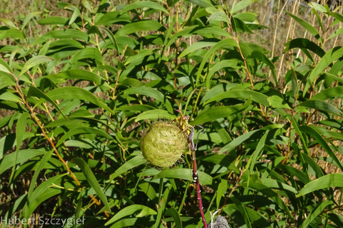 Gomphocarpus physocarpus observed 2022-12-29
