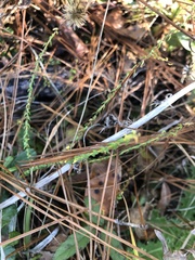 Symphyotrichum walteri