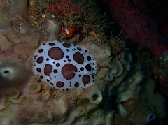 Peltodoris atromaculata