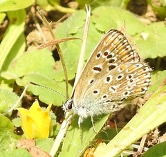 Polyommatus bellargus