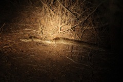 Python natalensis