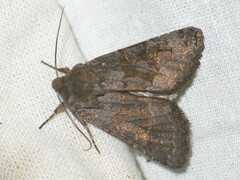 Aporophyla lutulenta