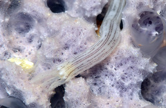 Synaptula