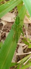 Cyrtacanthacridinae