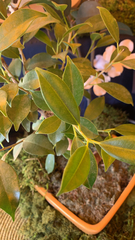 Ficus microcarpa