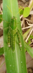 Cyrtacanthacridinae