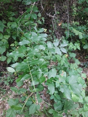 Fraxinus excelsior