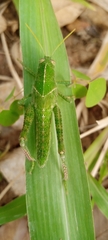 Cyrtacanthacridinae