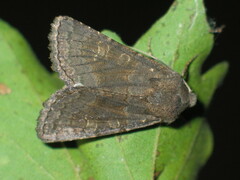 Aporophyla lutulenta