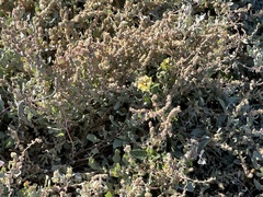 Atriplex barclayana