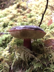 Xerocomellus zelleri