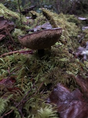 Xerocomellus zelleri