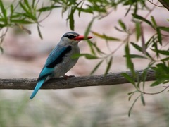 Halcyon senegalensis