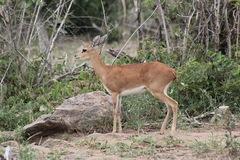 Raphicerus campestris campestris