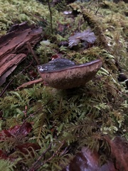 Xerocomellus zelleri