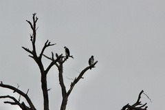 Aquila spilogaster