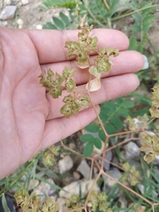 Euphorbia falcata