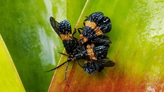 Calopteron bifasciatum