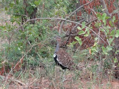 Eupodotis ruficrista