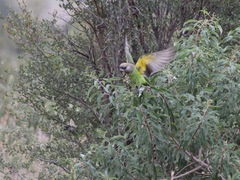 Poicephalus cryptoxanthus
