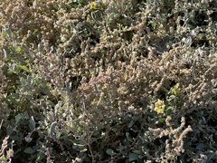 Atriplex barclayana