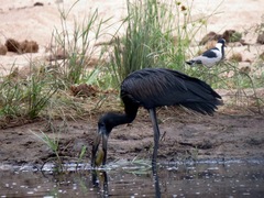 Anastomus lamelligerus