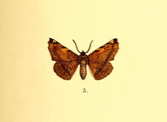 Garaeus cruentatus