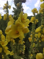 Verbascum densiflorum