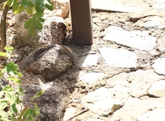 Cnemidophorus arubensis