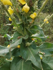 Verbascum densiflorum