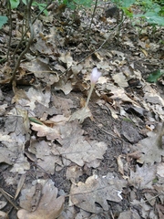 Colchicum umbrosum