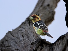 Trachyphonus vaillantii