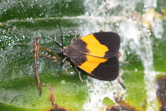 Stenoplastis flavinigra